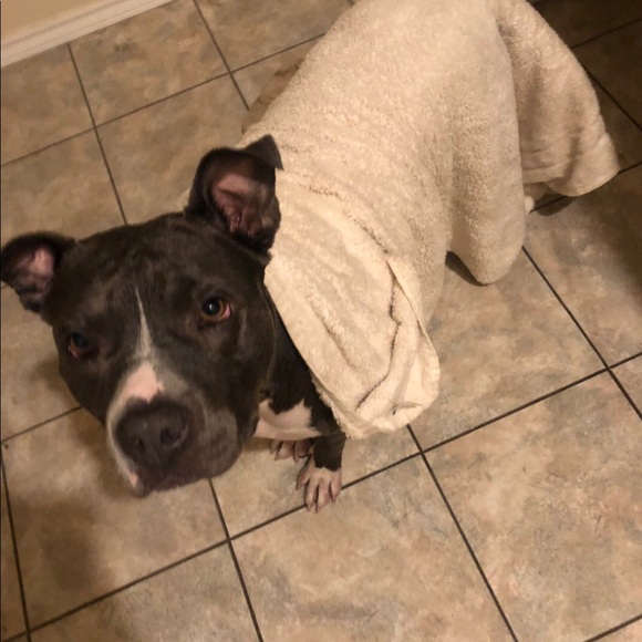 ""OUR RESCUES DOGS " - Picture 4 of 13